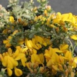 Genista pilosa 'Vancouver Gold'