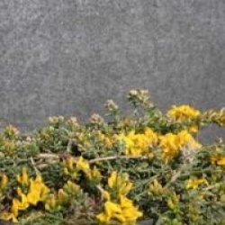 Genista pilosa 'Vancouver Gold'