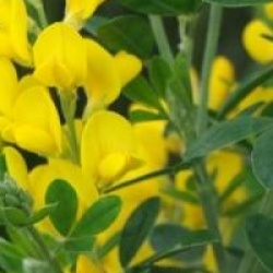 Genista 'Porlock'