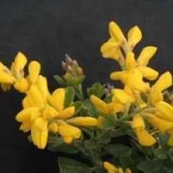 Genista 'Porlock'