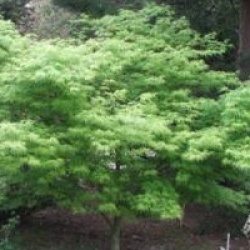 Acer palmatum var. dissectum 'Seiryu'