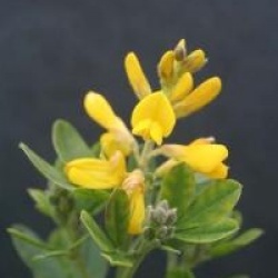 Genista 'Porlock'