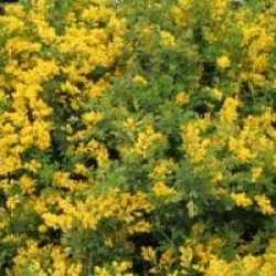 Genista 'Porlock'