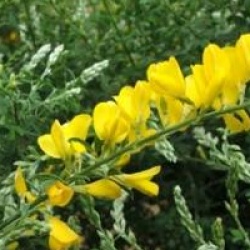 Genista racemosus