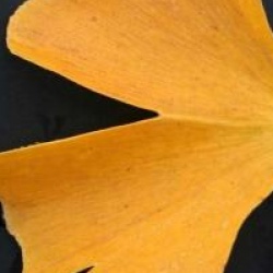 Ginkgo biloba