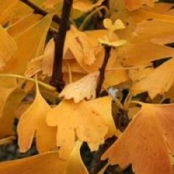 Ginkgo biloba