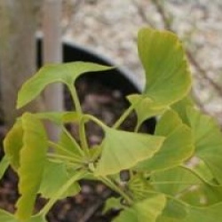 Ginkgo biloba 'Princeton Sentry'