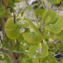 Ginkgo biloba 'Princeton Sentry'
