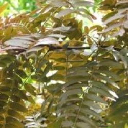 Gleditsia triacanthos 'Ruby Lace'