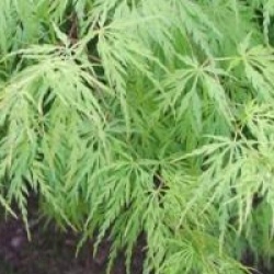 Acer palmatum var. dissectum 'Seiryu'