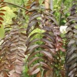 Gleditsia triacanthos 'Ruby Lace'