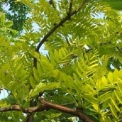 Gleditsia triacanthos 'Sunburst' - F�vier � feuilles dor�es
