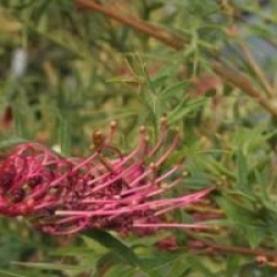 Grevillea 'Bronze Rambler'