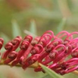 Grevillea 'Bronze Rambler'