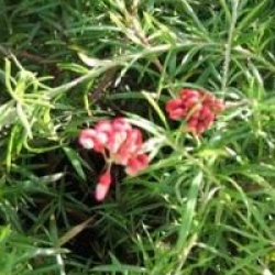 Grevillea 'Clearview David'