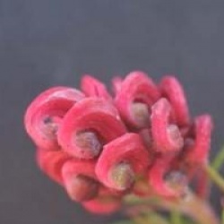 Grevillea 'Clearview David'