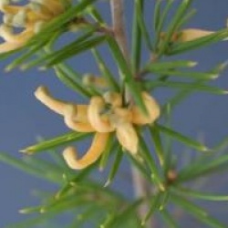 Grevillea juniperina f. sulphurea - Grevillea � fleurs jaunes