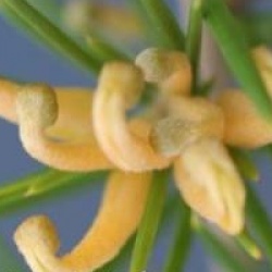 Grevillea juniperina f. sulphurea