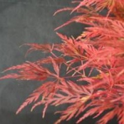 Acer palmatum var. dissectum 'Seiryu' - �rable du Japon Seiryu