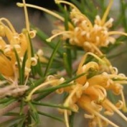 Grevillea juniperina f. sulphurea