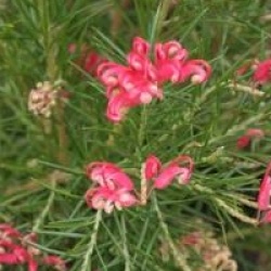 Grevillea juniperina 
