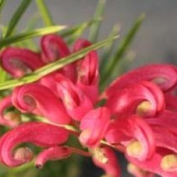 Grevillea juniperina 