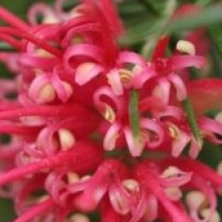 Grevillea � feuilles de gen�vrier