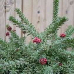 Grevillea lanigera 'Mount Tamboritha'