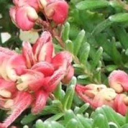 Grevillea lanigera 'Mount Tamboritha' - Grevillea laineux rampant