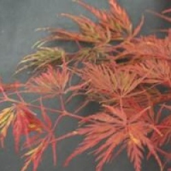 Acer palmatum var. dissectum 'Seiryu'