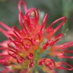 Grevillea 'Winpara Gem' - Grevillea Winpara Gem