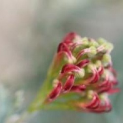 Grevillea 'Winpara Gem'