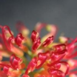 Grevillea 'Winpara Gem'