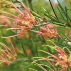 Grevillea x semperflorens - Grevillea semperflorens