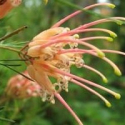 Grevillea x semperflorens