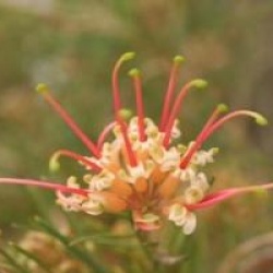 Grevillea x semperflorens