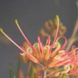 Grevillea x semperflorens