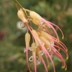 Grevillea x semperflorens