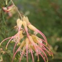 Grevillea x semperflorens