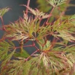 Acer palmatum var. dissectum 'Emerald Lace'