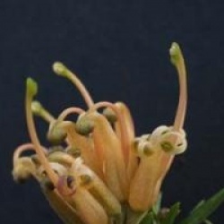 Grevillea prostrata 'Aurea' - Grevillea rampant � fleurs jaunes