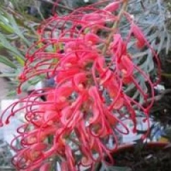 Grevillea 'Robyn Gordon'