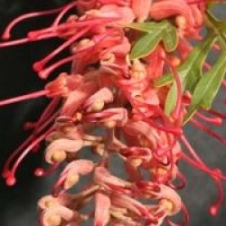 Grevillea 'Robyn Gordon'