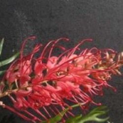 Grevillea 'Robyn Gordon'