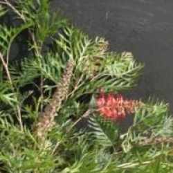Grevillea 'Robyn Gordon'
