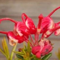 Grevillea 'Poorinda Rondeau' - Grevillea Rondeau