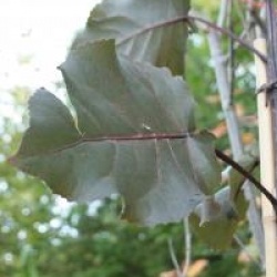 Populus deltoides 'Purple Tower'
