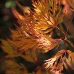 Acer palmatum var. dissectum 'Emerald Lace'