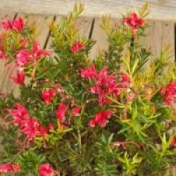 Grevillea 'Poorinda Rondeau'