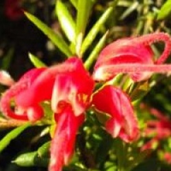 Grevillea 'Poorinda Rondeau'